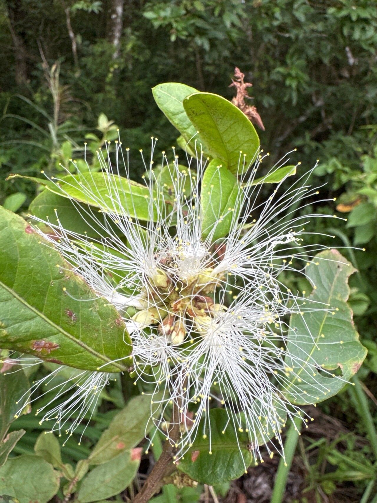 Pithecellobium furcatum flower