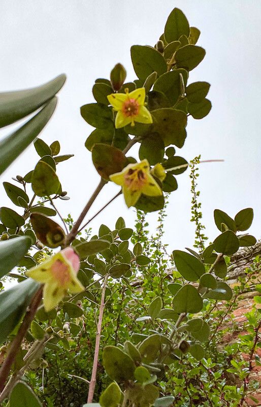 Correa bauerlenii flower