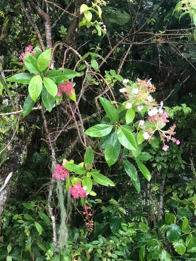 Hydrangea peruviana flower