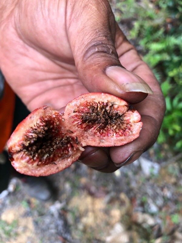 Ficus pancheriana fruit