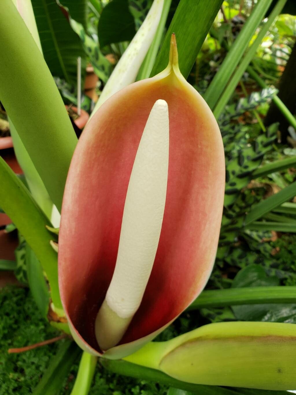 Philodendron schottii flower