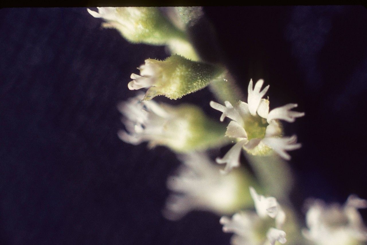 Mitella trifida — houseplant care guide