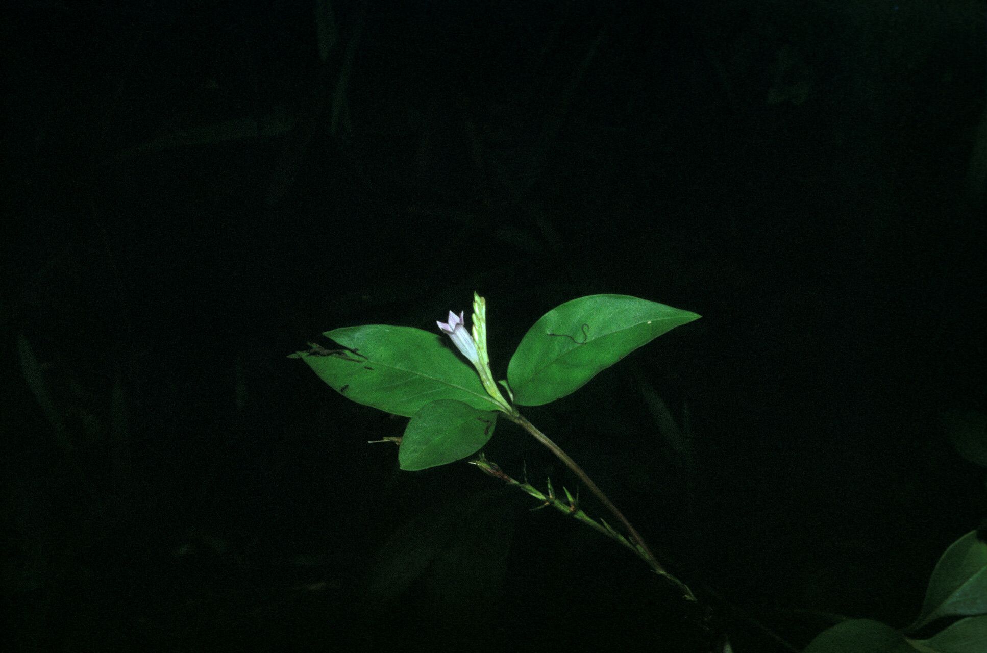 Spigelia hamellioides flower