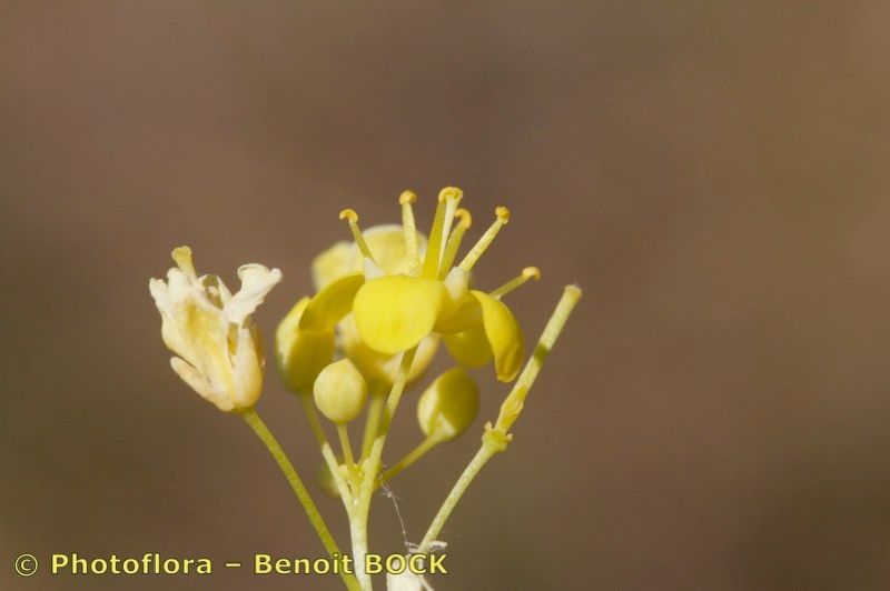 Biscutella guillonii fruit