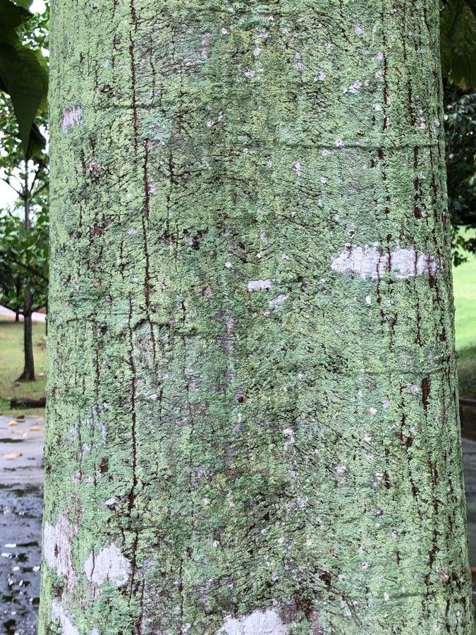 Pterygota alata bark