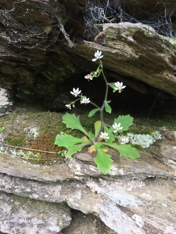 Micranthes clusii leaf