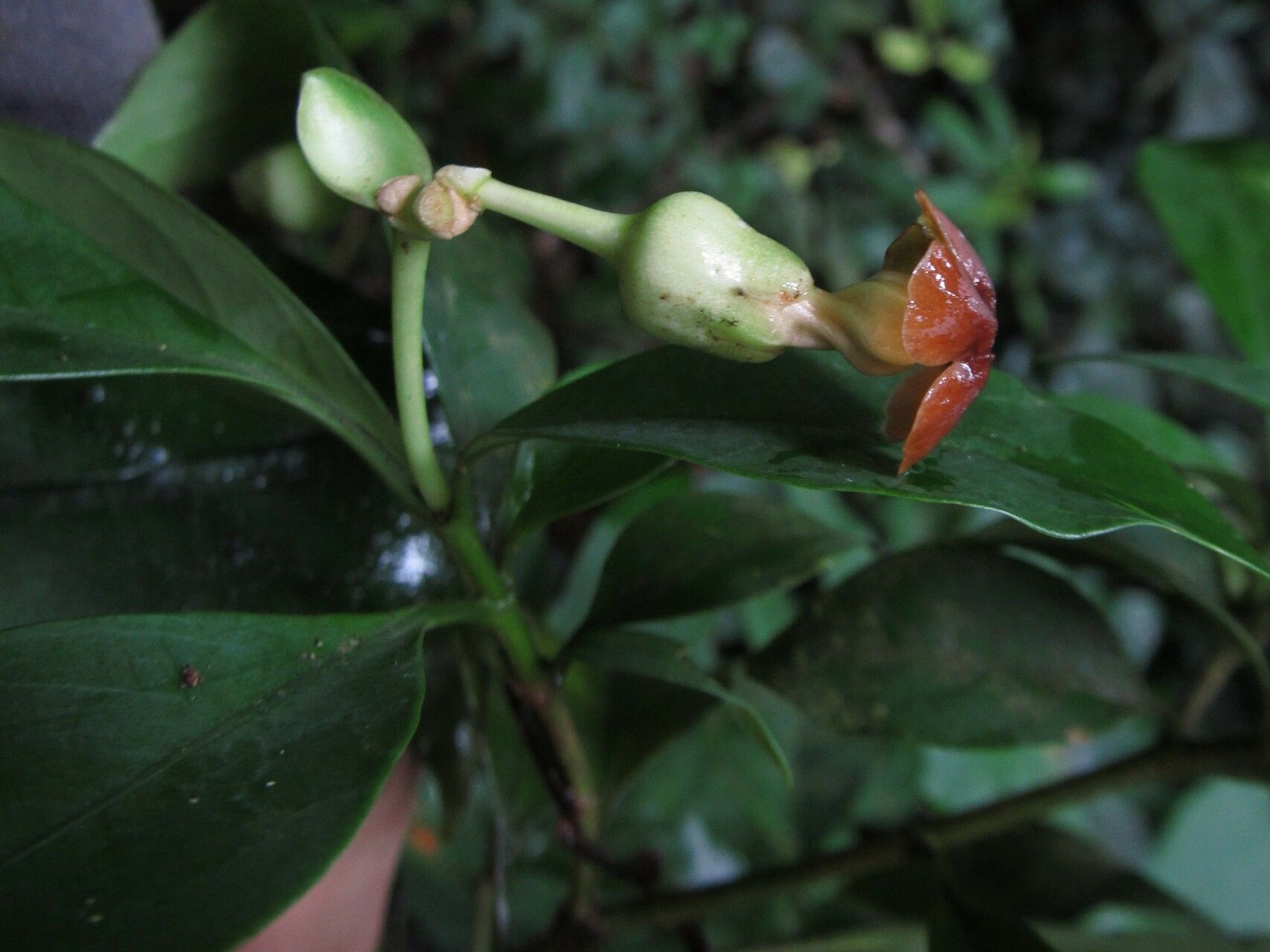 Voacanga bracteata flower