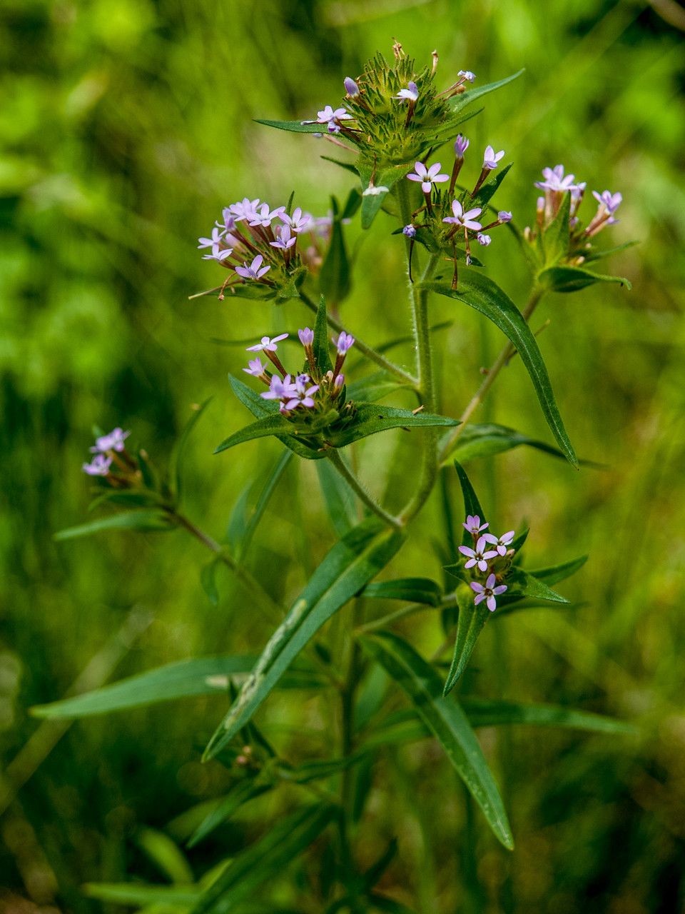 Collomia linearis flower