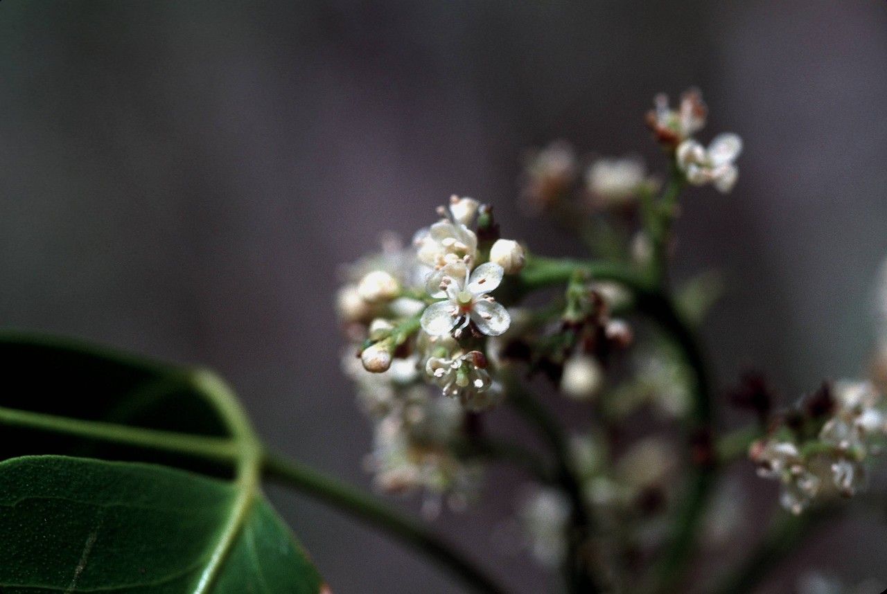 Amyris balsamifera — related species from the same genus