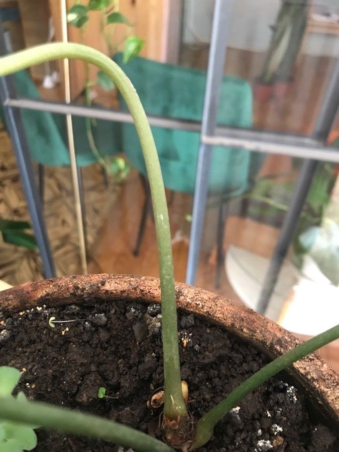 Anthurium clarinervium bark