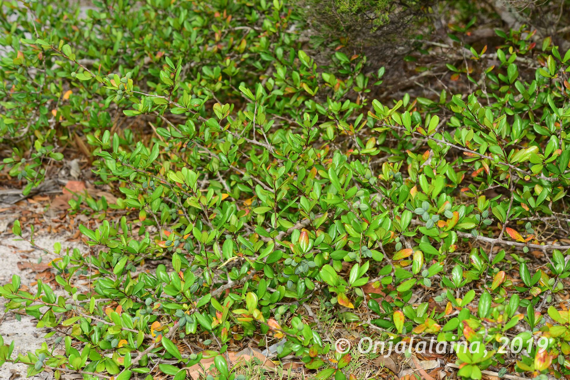 Terminalia fatraea habit