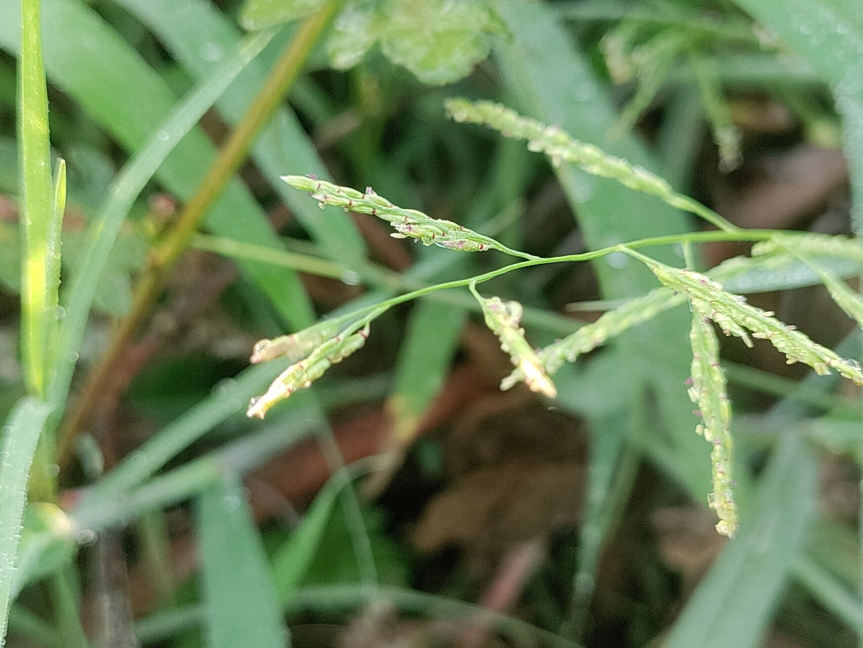 Eriochloa procera flower