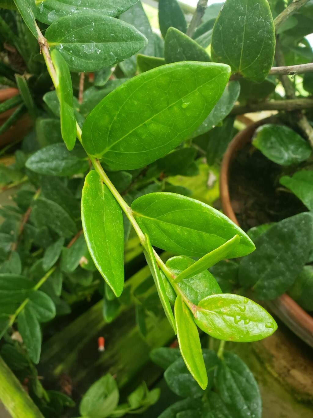 Macleania insignis leaf