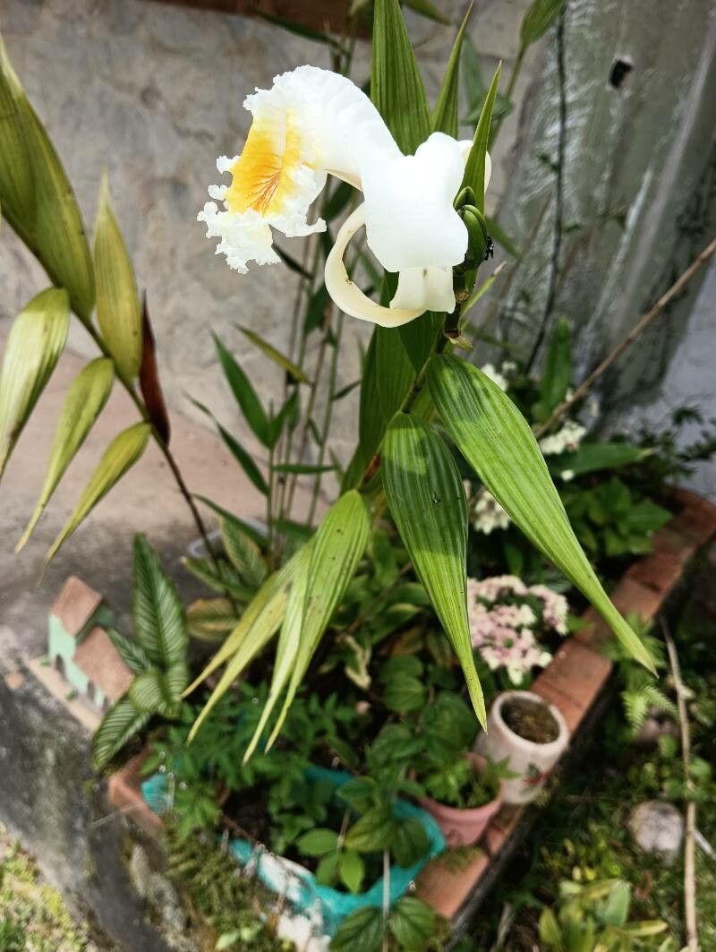Sobralia liliastrum leaf