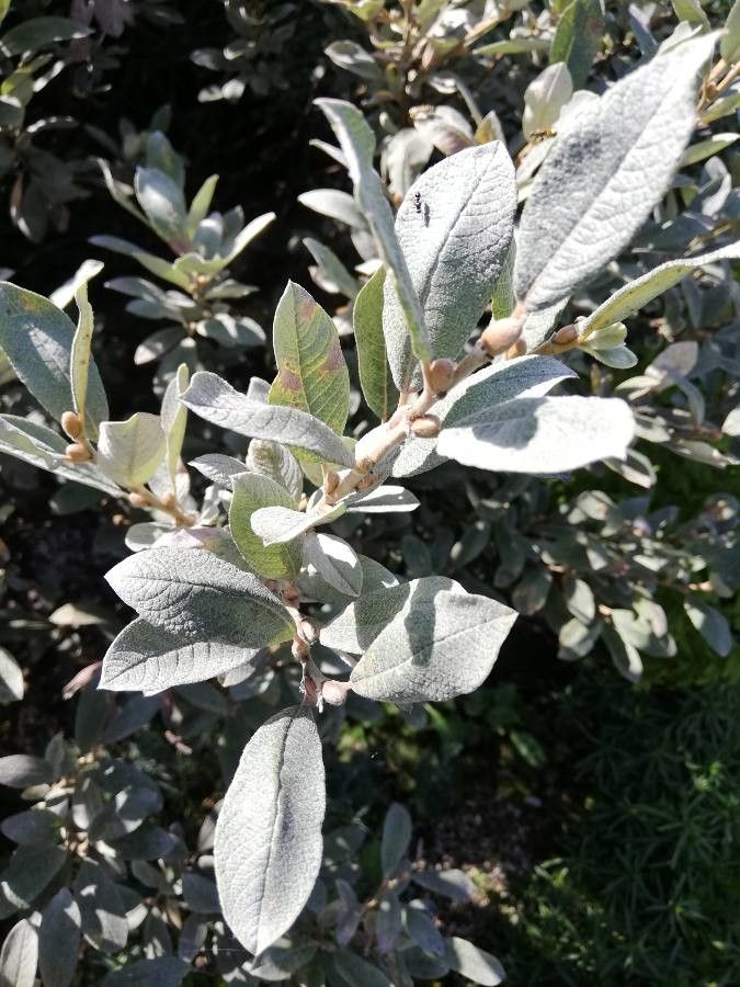 Salix lapponum — search result for 'Bulgaria'