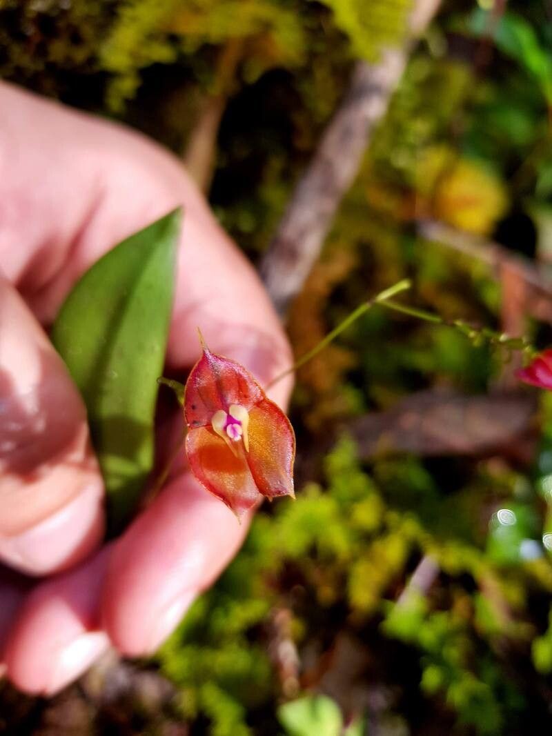 Lepanthes wendlandii flower
