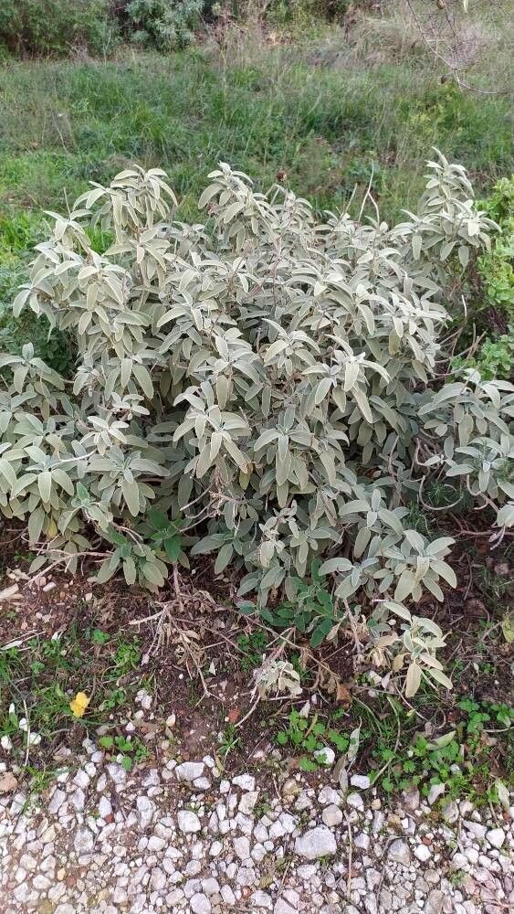 Phlomis pichleri habit