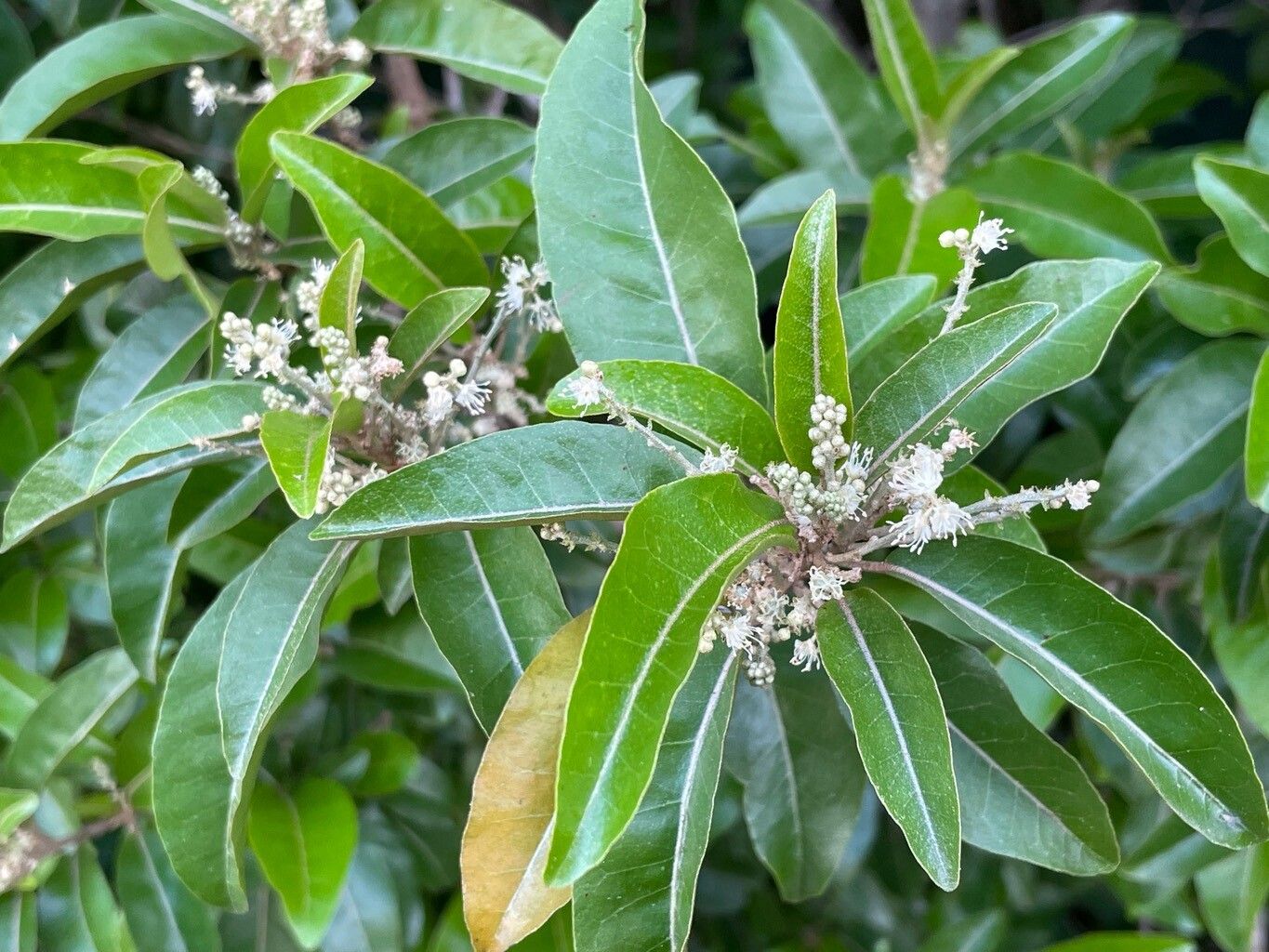 Croton nitens flower