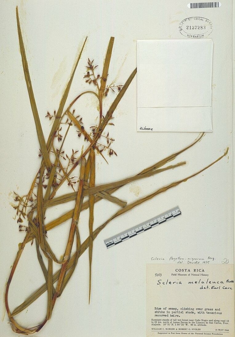 Scleria flagellum-nigrorum — houseplant care guide