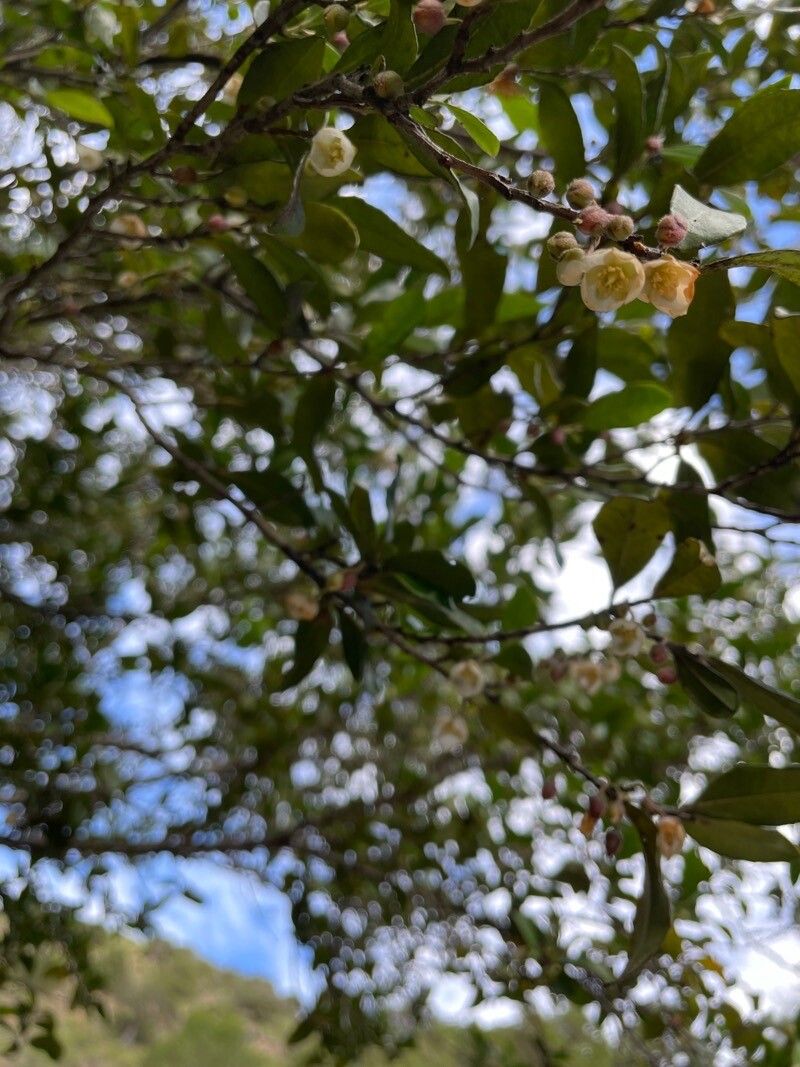 Visnea mocanera flower