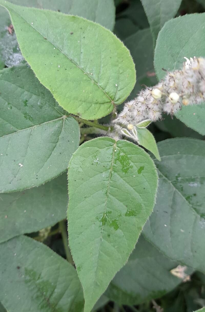 Croton saltensis — houseplant care guide