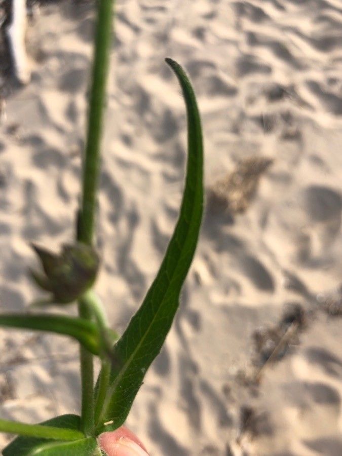 Knautia collina — search result for 'Knautia'