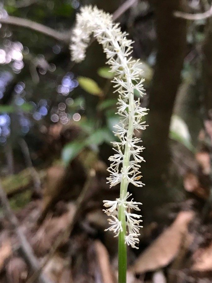 Chamaelirium luteum flower