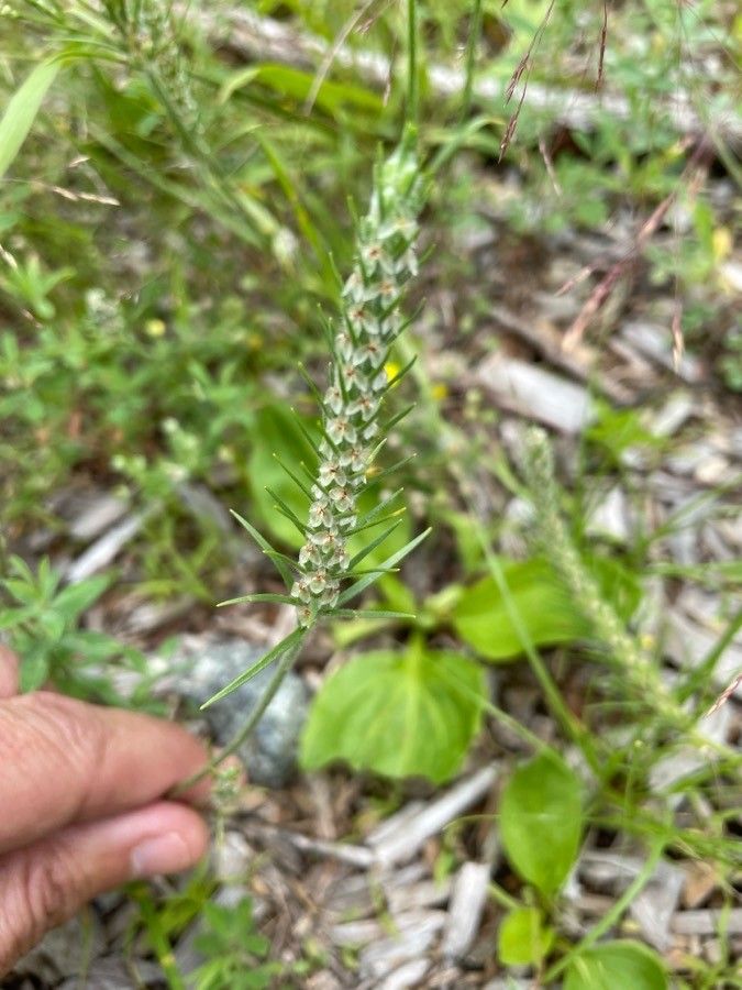 Plantago aristata flower