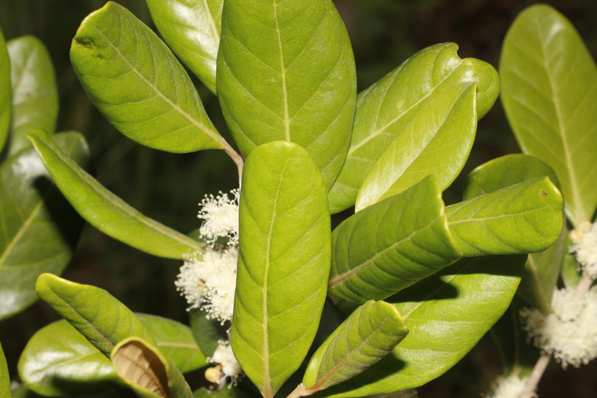 Eugenia hypargyrea — houseplant care guide