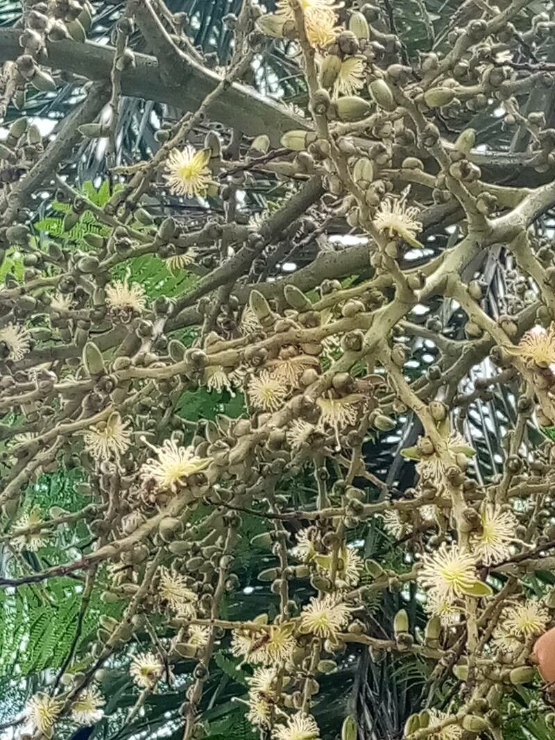 Wodyetia bifurcata flower