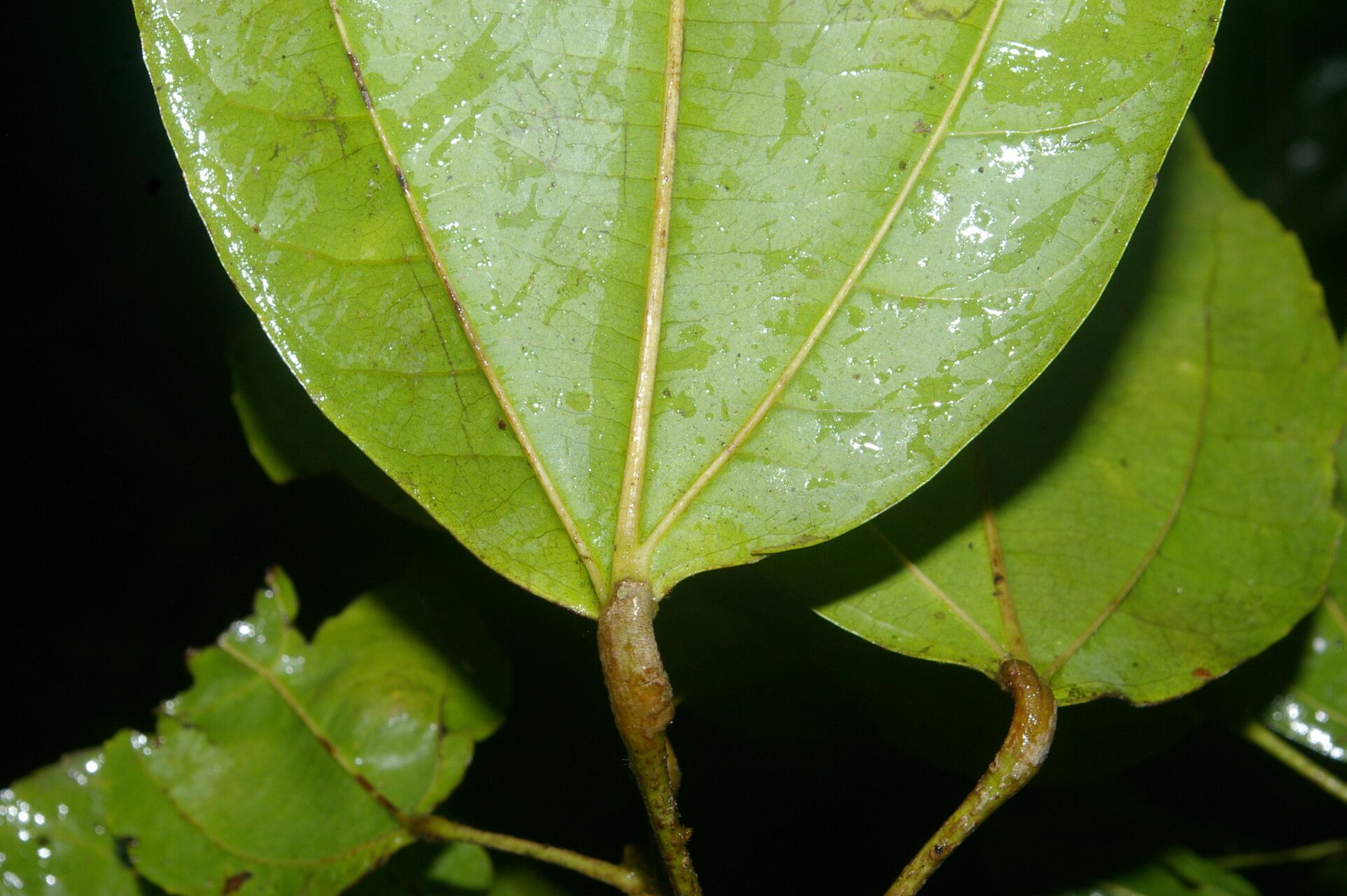 Pleuranthodendron lindenii — search result for 'Salicaceae'