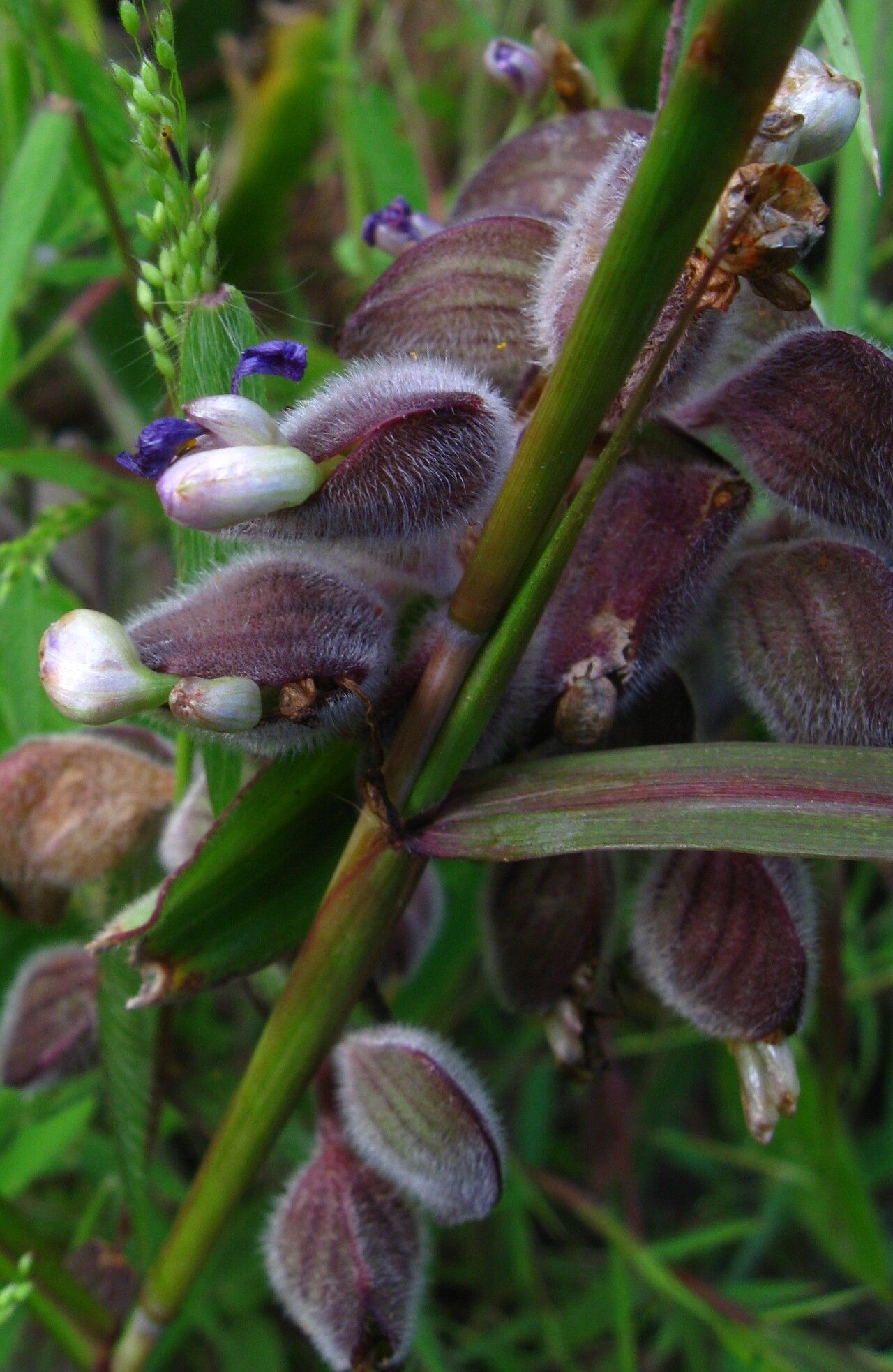 Commelina velutina flower