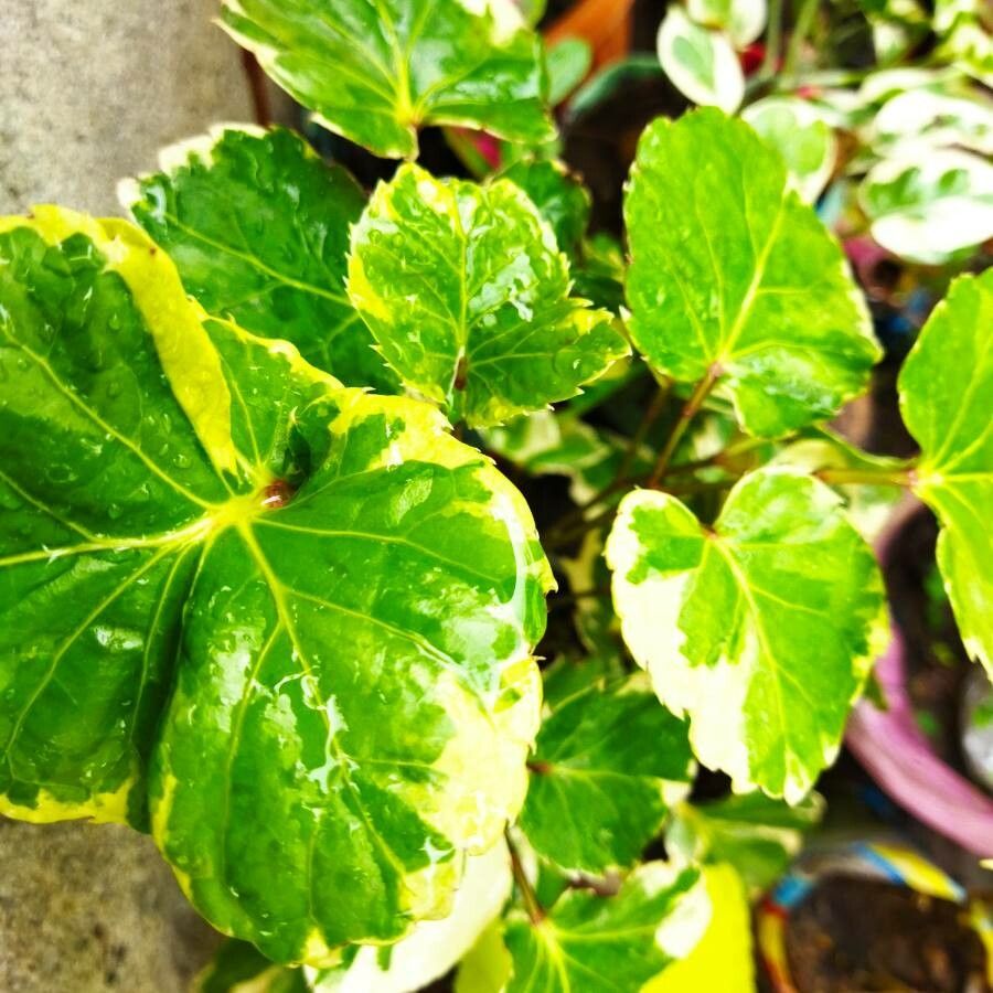 Polyscias balfouriana leaf