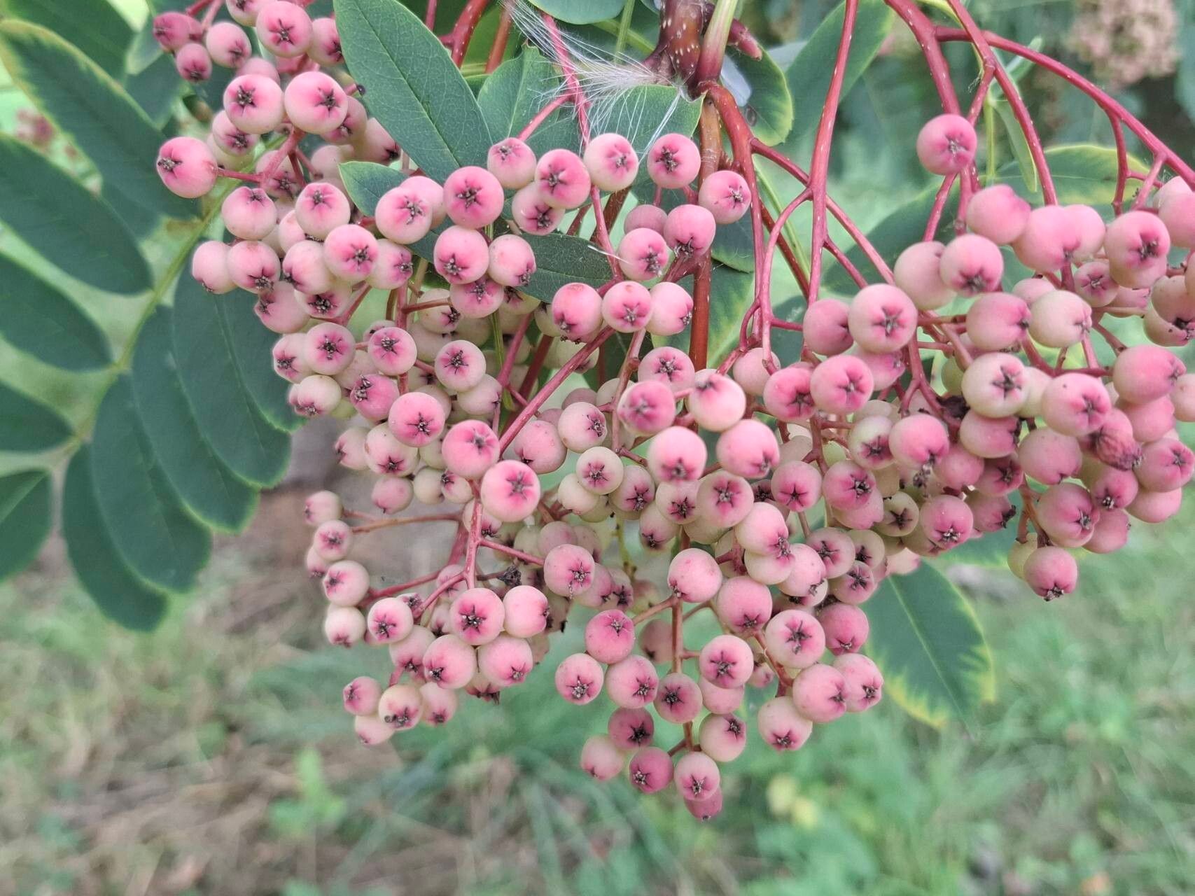 Sorbus pseudohupehensis fruit