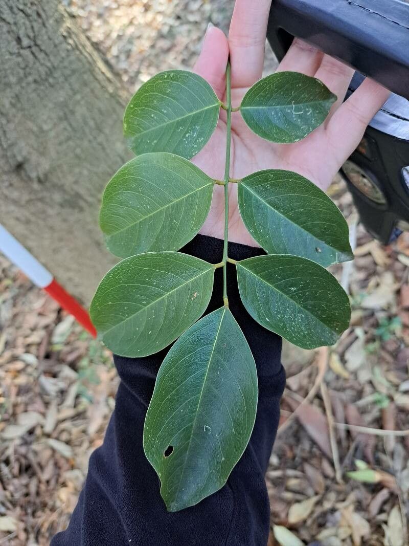 Platymiscium floribundum leaf