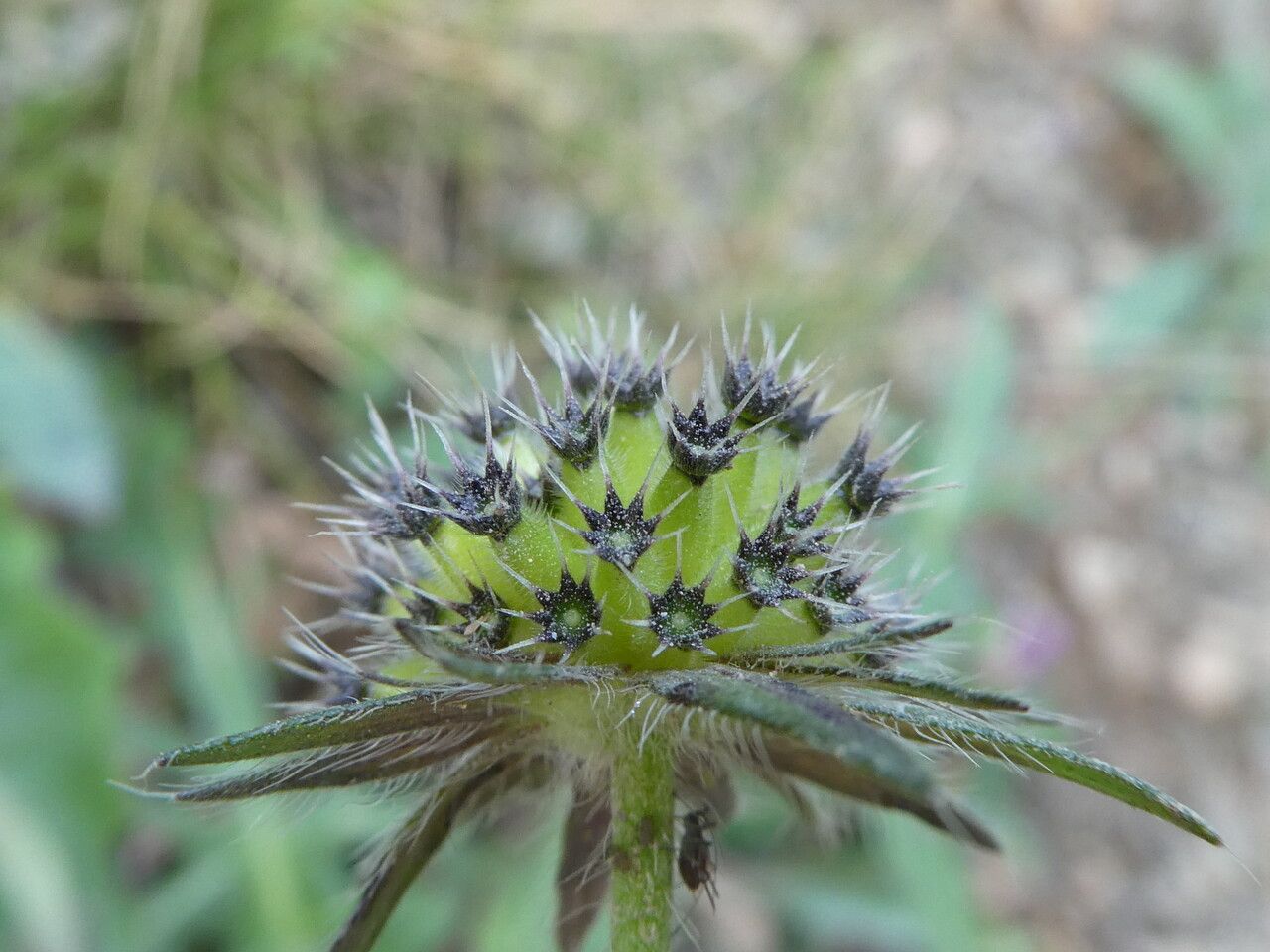 Knautia arvernensis fruit
