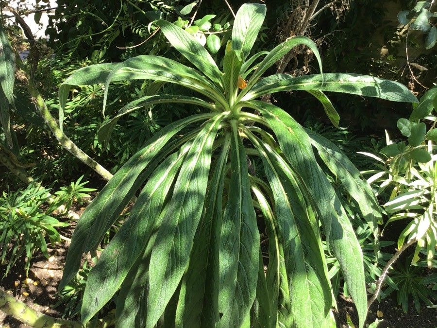 Echium giganteum leaf