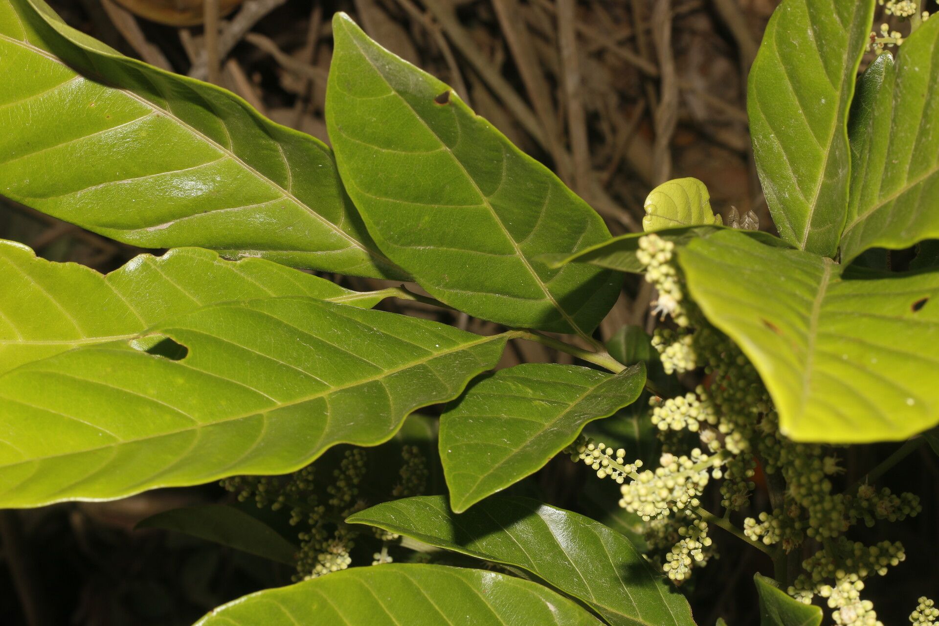 Matayba clavelligera flower