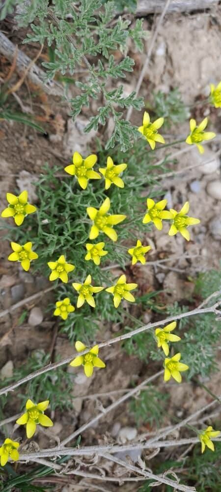 Ranunculus falcatus flower
