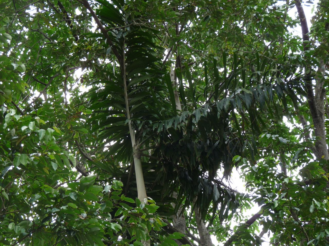 Socratea exorrhiza habit