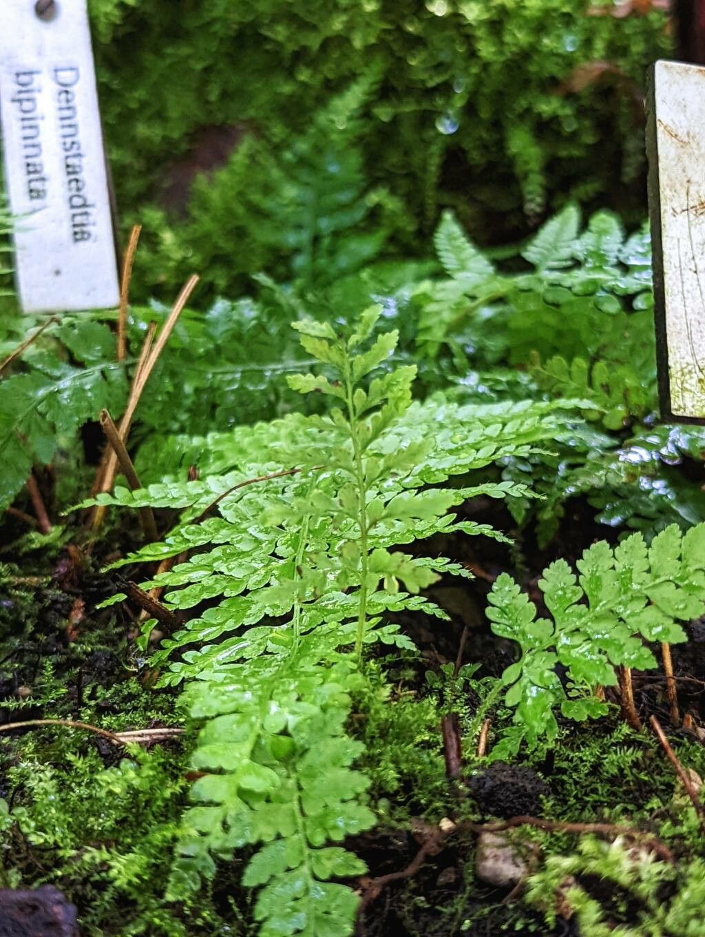 Dennstaedtia bipinnata — search result for 'Dennstaedtiaceae'