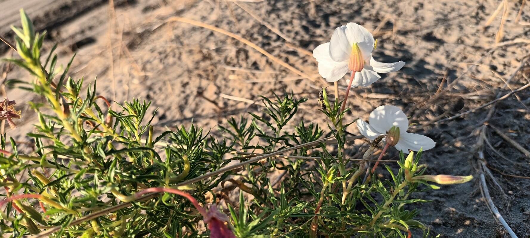 Oenothera pallida habit