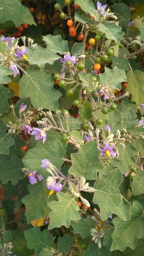 Solanum violaceum flower