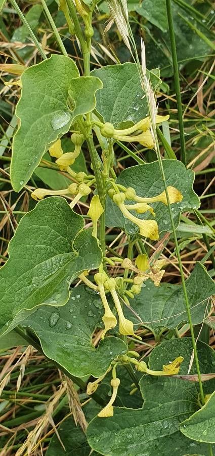 Aristolochia clematitis flower