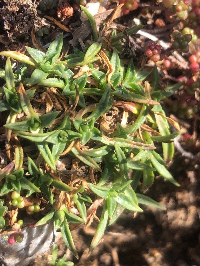 Dianthus pungens leaf