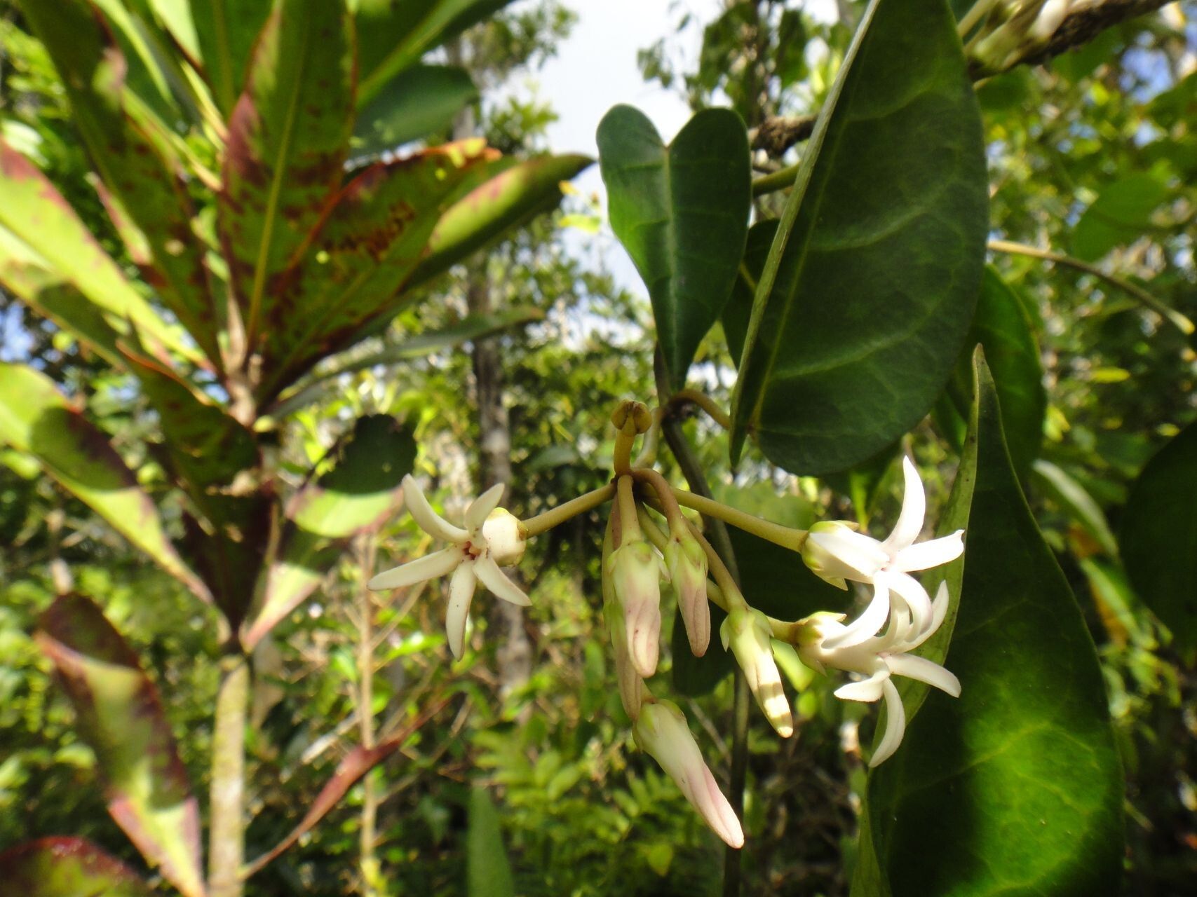 Leichhardtia lyonsioides — houseplant care guide