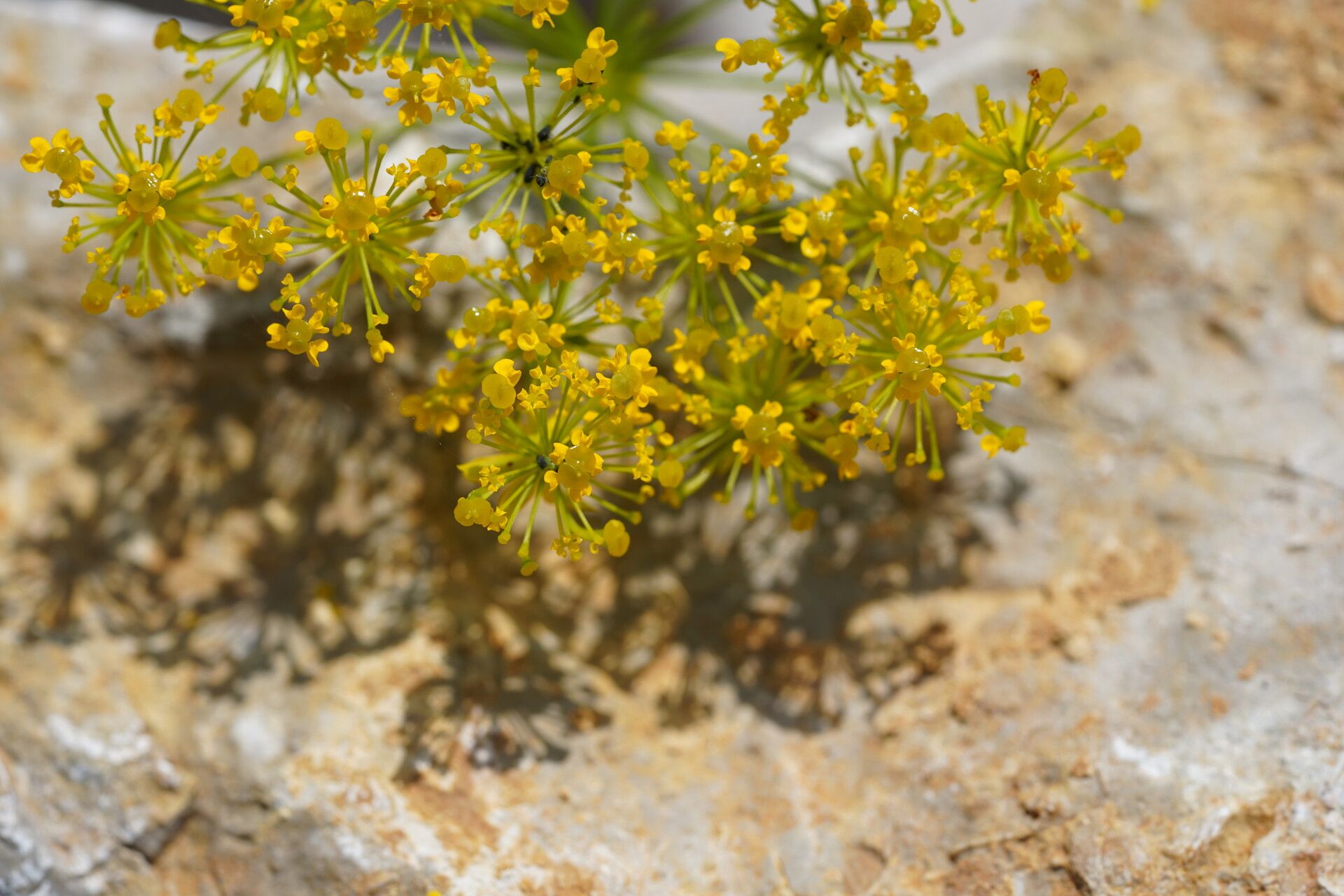 Chaerophyllum coloratum flower