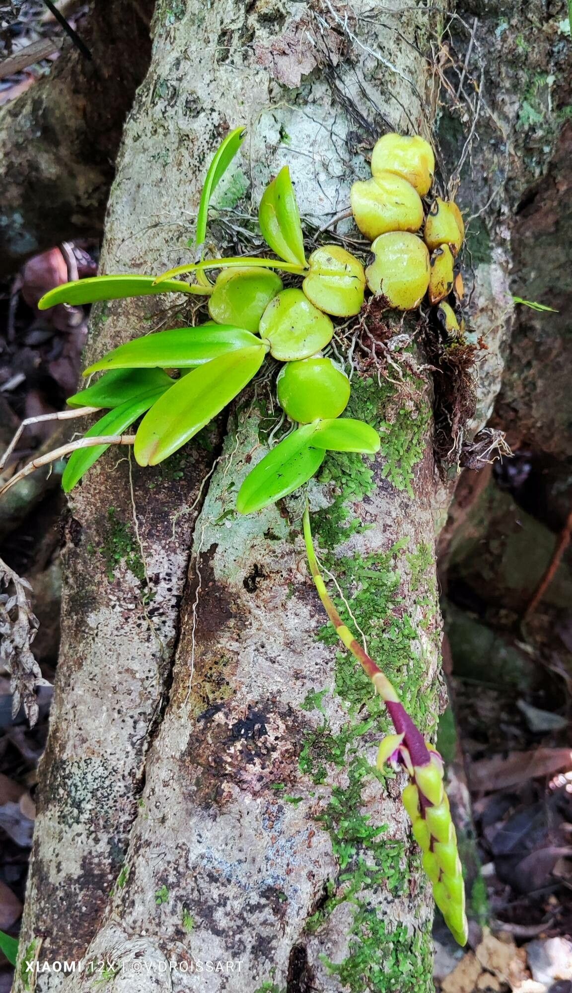 Bulbophyllum lecouflei habit