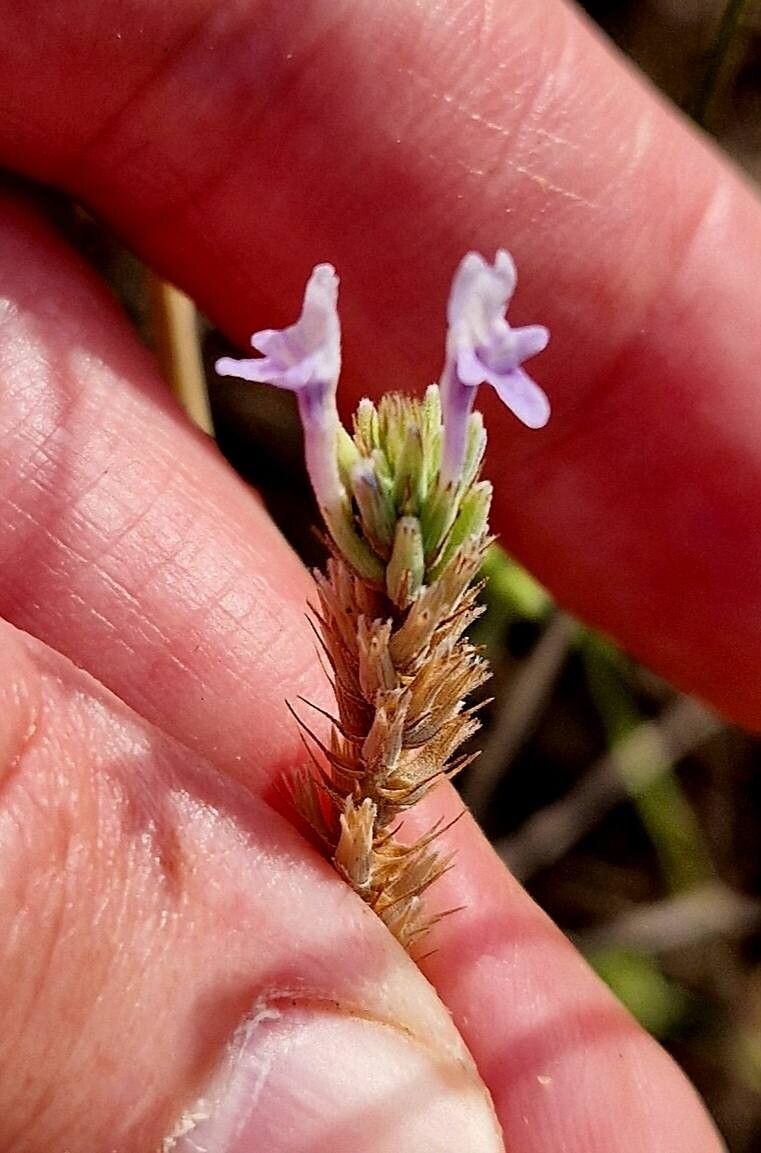 Lavandula dhofarensis flower