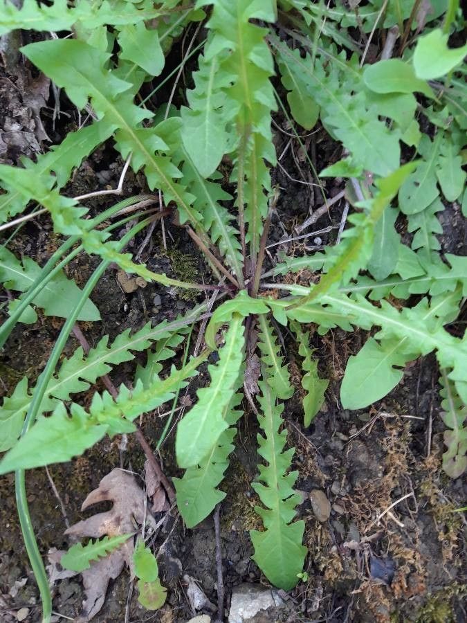 Crepis leontodontoides — search result for 'Crepis'